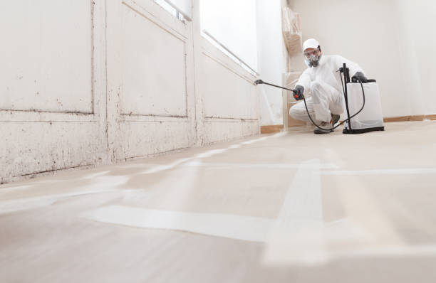 Black mold remediation team in Sharon